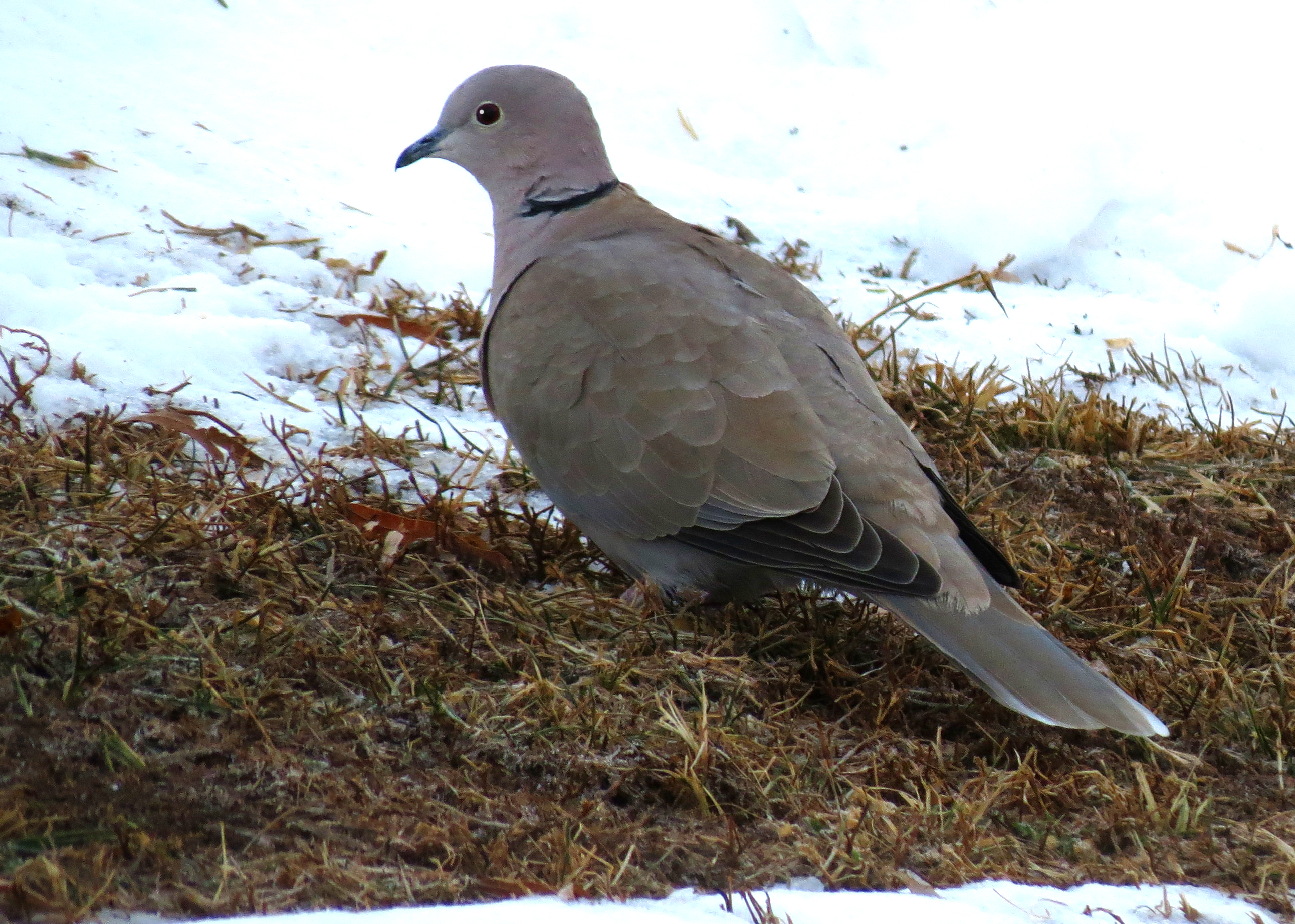 eurasian CD.jpg?1478297742901